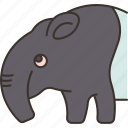 tapir, herbivore, grazer, animal, zoo
