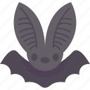 bat, mammal, nocturnal, wings, wildlife