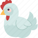 chicken, hen, poultry, farm, eggs