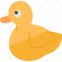duck, waterfowl, poultry, animal, feather