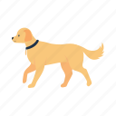 dog, collar, animal, pet, golden retriever