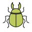beetle, bug, insect 