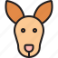 kangaro, animal, wild, head, face 