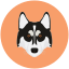canadian eskimo dog, dog, animals, puppy, pet 