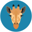 giraffa, giraffe, tallest animal, camelopard, wildlife, zoo 