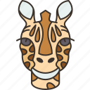 giraffe, head, mammal, wildlife, safari