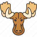 moose, head, antler, horn, wildlife