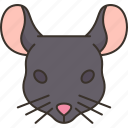 mouse, rat, head, rodent, pet