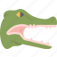 crocodile, alligator, head, hunter, danger 