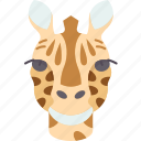 giraffe, head, mammal, wildlife, safari
