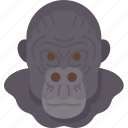 gorilla, head, mammal, primate, jungle