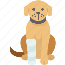 dog, splint, fracture, injury, recovery