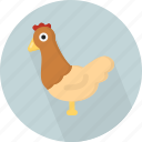 animal, chicken
