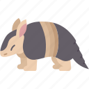 armadillo, scale, wild, animal, forest