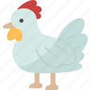 chicken, hen, poultry, livestock, agriculture