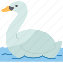 swan, cygnus, wing, animal, water