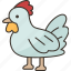 chicken, hen, poultry, livestock, agriculture 