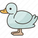 duck, waterfowl, poultry, animal, nature