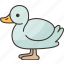 duck, waterfowl, poultry, animal, nature 