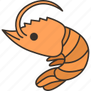 shrimp, prawn, seafood, ingredient, sea