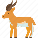 antelope, deer, wildlife, safari, herbivore
