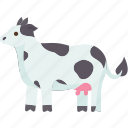 cow, cattle, milk, livestock, domestic