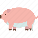 pig, livestock, domestic, husbandry, pork