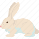 rabbit, bunny, pet, easter, rodent