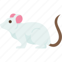 rat, mouse, rodent, mammal, domestic