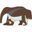 anteater, long, snout, forest, fauna 