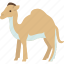 camel, humps, ungulate, desert, bedouin