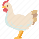 chicken, hen, rooster, farm, animal