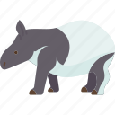 tapir, tropical, endanger, herbivorous, animal