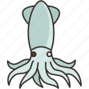 squid, mollusk, octopus, marine, seafood