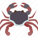 crab, crustacean, aquatic, seafood, invertebrate