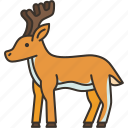 deer, wildlife, stag, antlers, herbivore