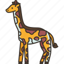 giraffe, wildlife, safari, animal, africa