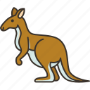 kangaroo, marsupial, wildlife, mammal, australia