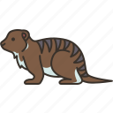 mongoose, wildlife, mammal, carnivore, animal