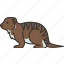 mongoose, wildlife, mammal, carnivore, animal 