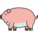 pig, livestock, domestic, husbandry, pork