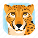 animal, big cat, cheetah, leopard, mammals, wildlife, zoo