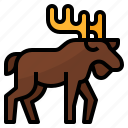 animals, deer, moose, wild