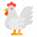 animals, chicken, food, hen