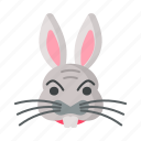 rabbit, animal, bunny, face, cute
