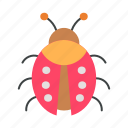 ladybug, bug, insect, animal, garden