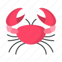 crab, animal, ocean, sea