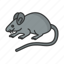 mouse, animal, zoo, garden, forest