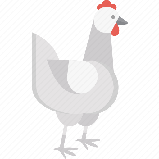 Chicken, bird, egg, food, pet icon - Download on Iconfinder