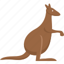 kangaroo, animal, australia, wild